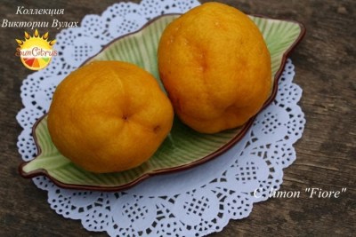 C. limon Fiore - 